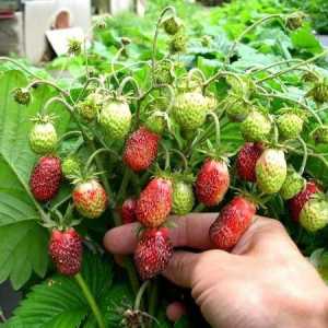 Strawberry Merchant: o descriere a soiului