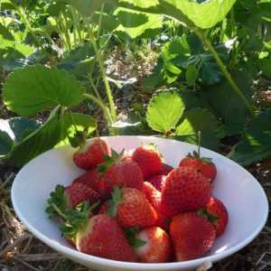 Marmeladă de căpșună: plantare și creștere