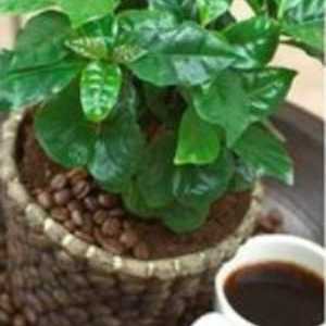 Cafea arabica - planta de interior din tropice calde