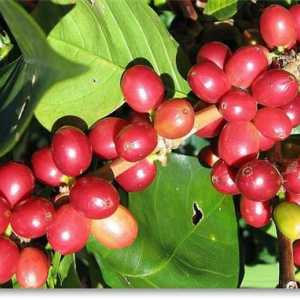 Cafea Maragodzhip Nicaragua - o băutură care vă va surprinde