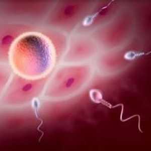 Când apare ovulația la femei? Principalele caracteristici