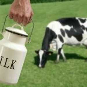 Când o vacă poate da lapte? Opiniile specialiștilor și opiniile părinților