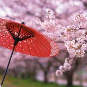 Când în Japonia face flori de cireșe? Sakura perioadă de înflorire, fotografie