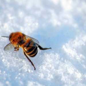 Când să pui albinele din coliba de iarnă? Data expoziției albinelor de la cabana de iarnă din…