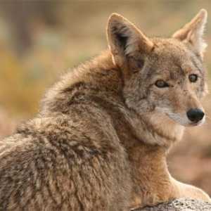 Coyote - lupul de luncă, care trăiește în America