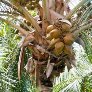 Zahăr de cocos: beneficii și rău