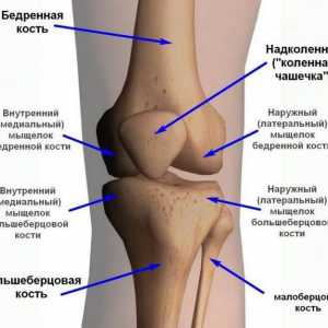 Genunchiul articulațiilor: ligamente și leziuni asociate cu acestea. Cum se trateaza ligamentele…