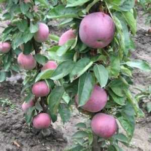 Coloana în formă de soiuri de mere sunt interesante pentru grădinari