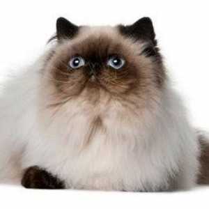 Culoare persană - o rasă drăguță și inteligentă de pisici