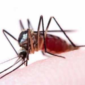 Mosquito mușcături: cum să frotiu pielea