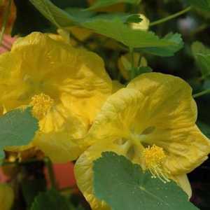 Flori de cameră cu flori galbene: fotografie cu nume
