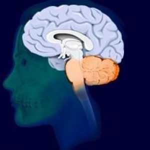 Creierul final: structura și funcția