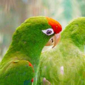 Congoleză papagal: descriere, caracteristici de îngrijire, talente