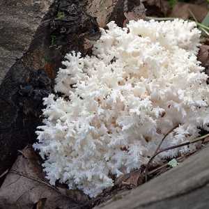 Коралловый гриб - диетический и очень полезный деликатес