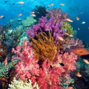 Coralii sunt ... Coral natural: fotografie, preț