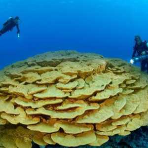 Este coralul un animal sau o planta? Unde sunt găsite corali în natură?