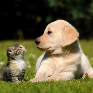 Корм `Джина` для собак и кошек: состав, цены, отзывы