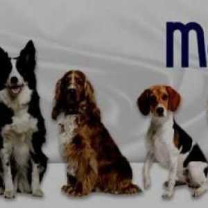 Feed `Monge `pentru câini: o descriere, proprietăți utile