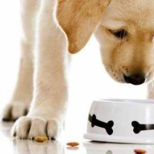 Hrană `Origen` pentru câini - nutriție adecvată în fiecare zi