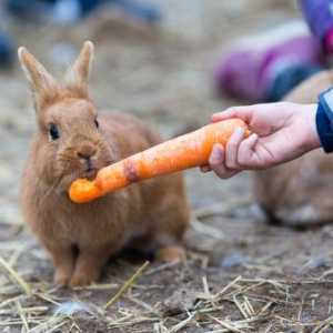 Hrănirea iepurilor: ceea ce poate și nu poate, vitamine, dieta potrivită, recomandări