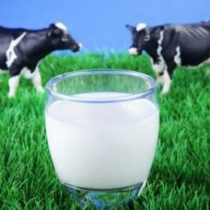Lapte de vacă: grăsime, beneficii și rău