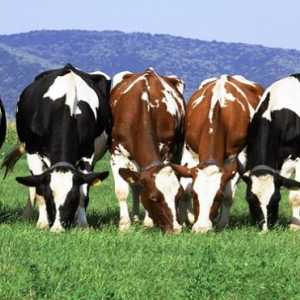 Vaci de rasă de lapte: trăsături de reproducere. Vaci de producție de lapte: rase