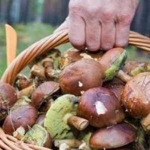 Cosul pentru ciuperci - un ciuperci vechi și credincios însoțitor