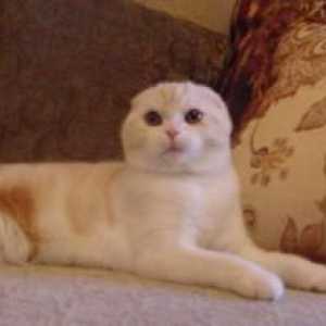 Кошка шотландская скоттиш-страйт: описание породы, характер, фото
