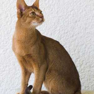 Pisicile cu urechi mari: rasa și fotografiile