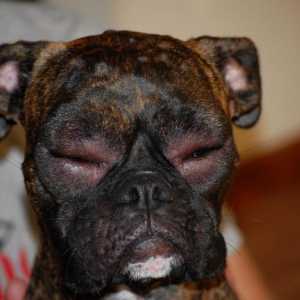 Boli de piele la câini: tipuri, simptome și tratament
