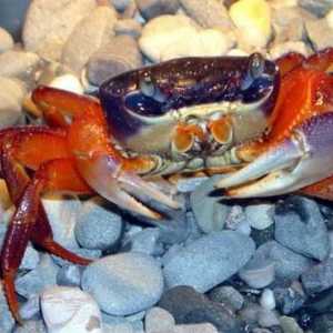 Crab curcubeu în rolul unui animal de companie