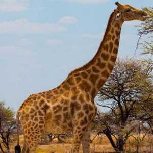 Girafa femelă: acest animal are cea mai mare presiune sanguină