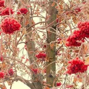 Red ashberry. Proprietăți utile ale fructelor