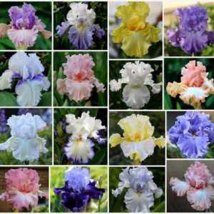 Irisuri roșii: nume de soiuri, fotografii, particularități ale cultivării