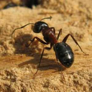 Roșii furnici: cum să învingă dăunători?