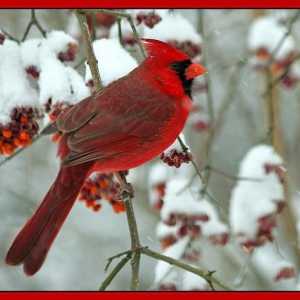 Cardinalul roșu - o pasăre mică cu un penaj strălucitor și o voce minunată