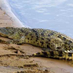 Crocodilul Gustav - coșmarul Burundi