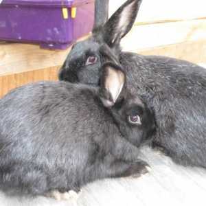 Rabbit silver: o descriere a rasei, recenzii, îngrijire