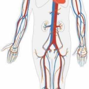 Circuitele circulante umane: Structura și rolul în corp