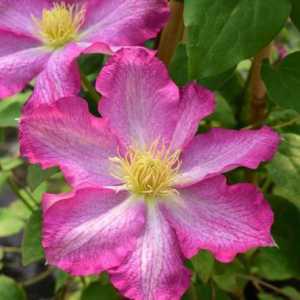 Clematis cu flori mari Asao: descriere, îngrijire, cultivare și recenzii