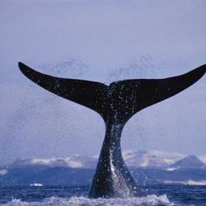 O balenă mare din familia balenelor netede