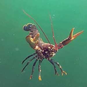 Cancer de mare mare: fotografie și descriere. Marin crab pustnic