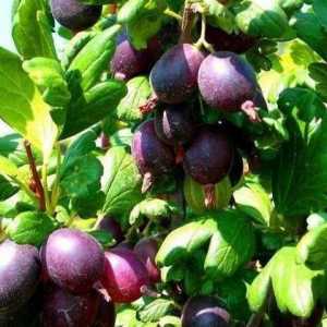 Gooseberry Chernomor: descrierea cultivarului și particularitățile cultivării