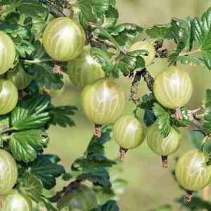 Gooseberries: bolile și tratamentul acestora