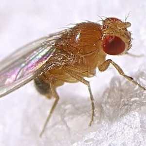 Cine sunt Drosophila? Cum apar muștele în casă?
