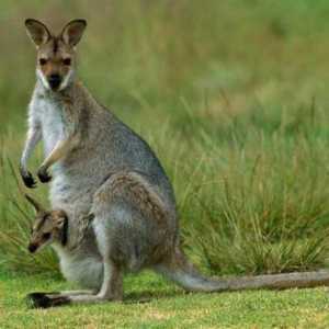 Cine locuiește în Australia: animale uimitoare și populația continentului