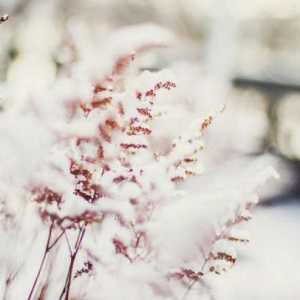 În cazul în care plantele erbacee dispar pentru iarna: caracteristicile de adaptare la condițiile…