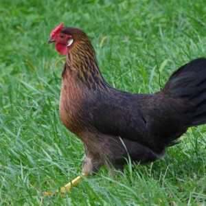 Chicken Dominant: specie și caracteristici