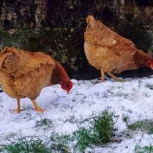 Găini de găină: conținut în timpul iernii fără probleme