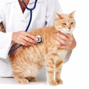 Ajutor veterinar calificat în orașul Kemerovo Clinici veterinare în Kemerovo